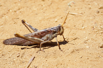 Locust close up, California