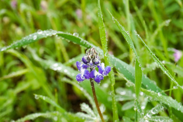 Lupine flowers covered in small raindrops, California