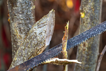 Detail of a saw cutting a young tree for the garden care.
