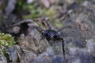 dyląż garbaz © damian