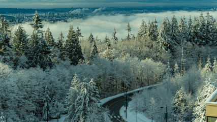 Looking Across Snowy Firs To a Cloud Inversion - Winter
