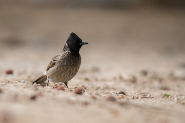 Obraz premium Red-vented bulbul / Pycnonotus cafer. Creek Park, Dubai. UAE