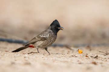 Red-vented bulbul / Pycnonotus cafer. Creek Park, Dubai. UAE