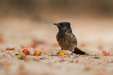 Red-vented bulbul / Pycnonotus cafer. Creek Park, Dubai. UAE