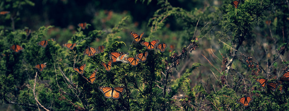 grupo de mariposas monarcas