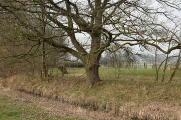 Fototapeta premium Forest spring landscape - forest trees with grass on the foreground and sunlight shining through the forest trees. Sunny colorful forest spring nature, sunset in the spring forest. Forest spring lands