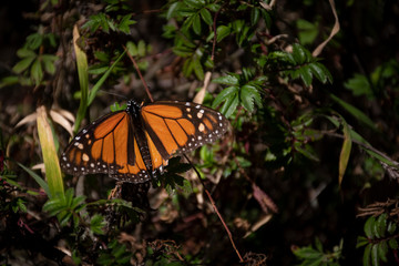 mariposa monarca 6