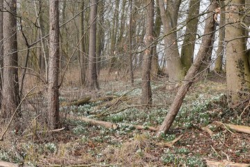 Forest spring landscape - forest trees with grass on the foreground and sunlight shining through the forest trees. Sunny colorful forest spring nature, sunset in the spring forest. Forest spring lands
