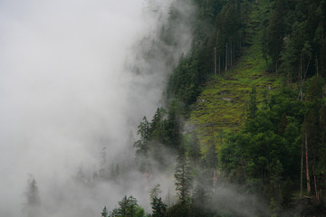 fog in forest cloud