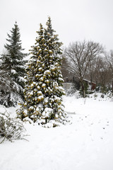 Atatürk Arboretumu Bahcekoy snowy photos Sariyer istanbul