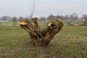 Spring pruning of the tree.Work in the garden.