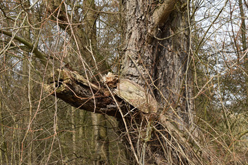 Forest spring landscape - forest trees with grass on the foreground and sunlight shining through the forest trees. Sunny colorful forest spring nature, sunset in the spring forest. Forest spring lands