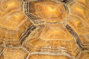 Turtle Scales