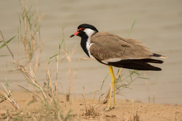 Red-wattled lapwing / Vanellus indicus