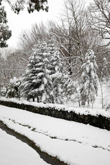 Atatürk Arboretumu Bahcekoy snowy photos Sariyer istanbul