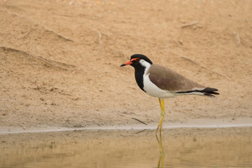 Red-wattled lapwing / Vanellus indicus