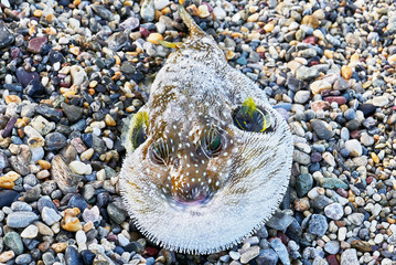 Close-up of a brown colored blown pufferfish at the shore