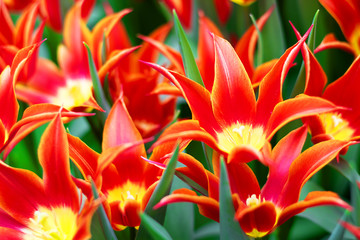 Many red blooming Tulips with sharp petals Aladin kind, beautiful spring flower on sunny spring day in garden, One flower is in focus, Horizontal shot for wallpaper and design