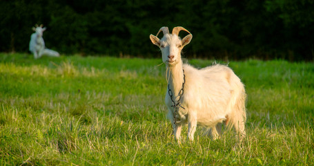 3276_A_white_goat_with_a_chain_on_its_neck.jpg
