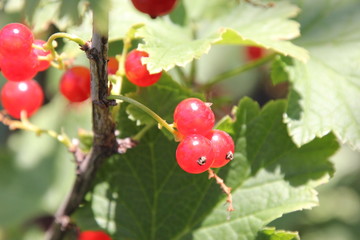 red berries on branch