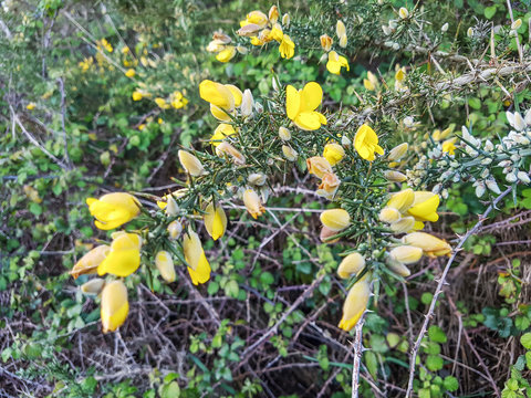 Common gorse or tojo