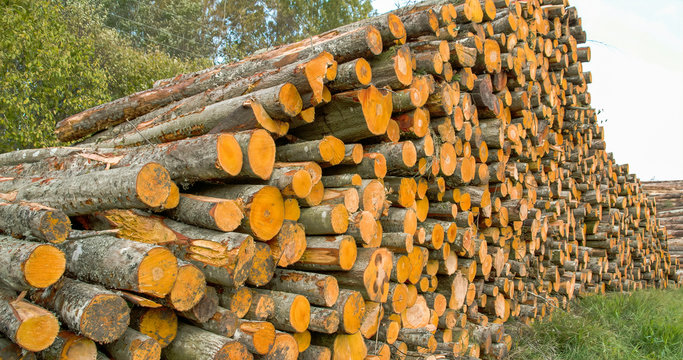 3283_Tall_heaps_of_the_Grey_Alder_logs_ready_for_transport.jpg