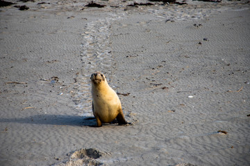 Kangaroo Island, Australia