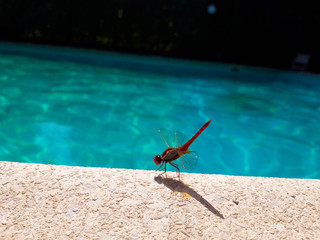 Close up beautiful pink dragonfly on the edge of the  swimming pool