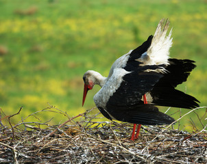 bocian biały © damian