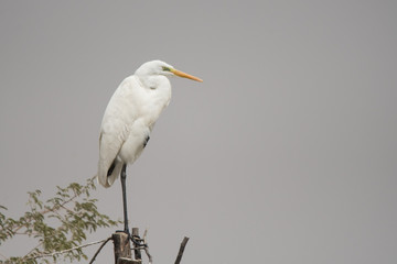 Great egret / Ardea alba