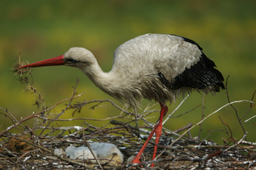 bocian biały © damian
