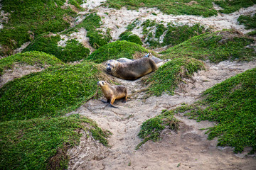 Kangaroo Island, Australia