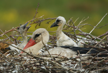 bocian biały © damian