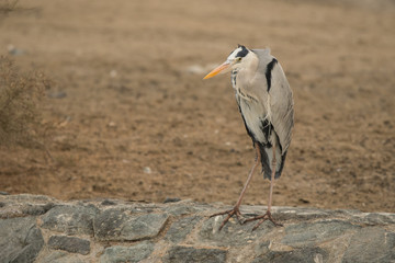 Grey heron / Ardea cinerea