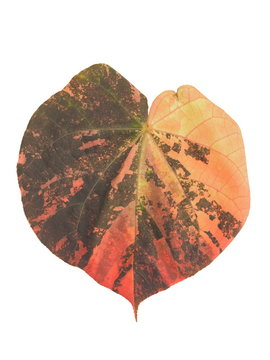 Beautiful Lace Aralia or Geranium Aralia leaf shape heart mixed color isolate on white background.