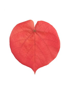 Beautiful Lace Aralia or Geranium Aralia leaf shape heart red color isolate on white background.