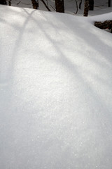 Shadows of branches in snow drifts in Rangeley, Maine.