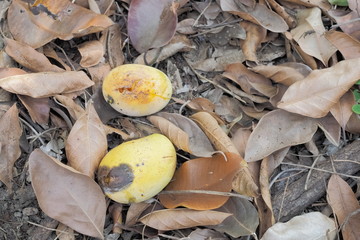 ripe mangoes fall on the ground under mango tree. with dry leaves background.