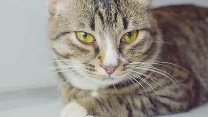 Close-up portrait of Bengal cat on white background