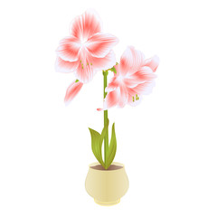 Elegant blooming  Amaryllis pink flowers and bud in pot on a white background detailed natural drawing of gorgeous cultivated flowering garden plant vintage vector illustration editable hand draw