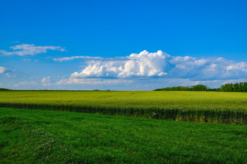 field of green grass and blue sky with clouds