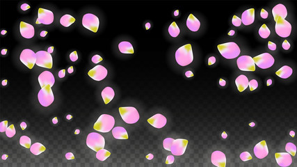 Vector Realistic Pink Petals Falling on Transparent Background.  Spring Romantic Flowers Illustration. Flying Petals. Sakura Spa Design. Blossom Confetti.
