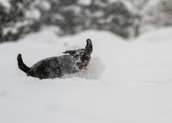 Winter Fun; Dog Enjoying New Snow - Pets need exercise, too. Bozeman, Montana