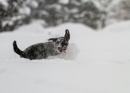 Winter Fun; Dog Enjoying New Snow - Pets Need Exercise, Too. Bozeman, Montana