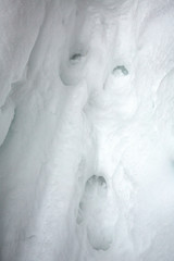 Deer tracks in deep snow in the Maine woods.