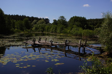 jeziorka bagniska
