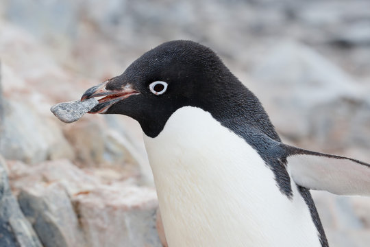 Adelie penguin carries a stone