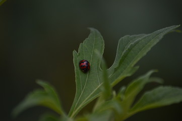 Mariquita en una hoja  