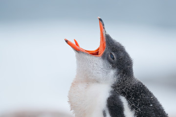 Gentoo penguin chick opens beak