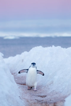 Chinstrap penguin walks on path between snowbanks